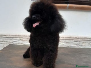 Caniche Toy perros Caniches Toy - Anuncio 1