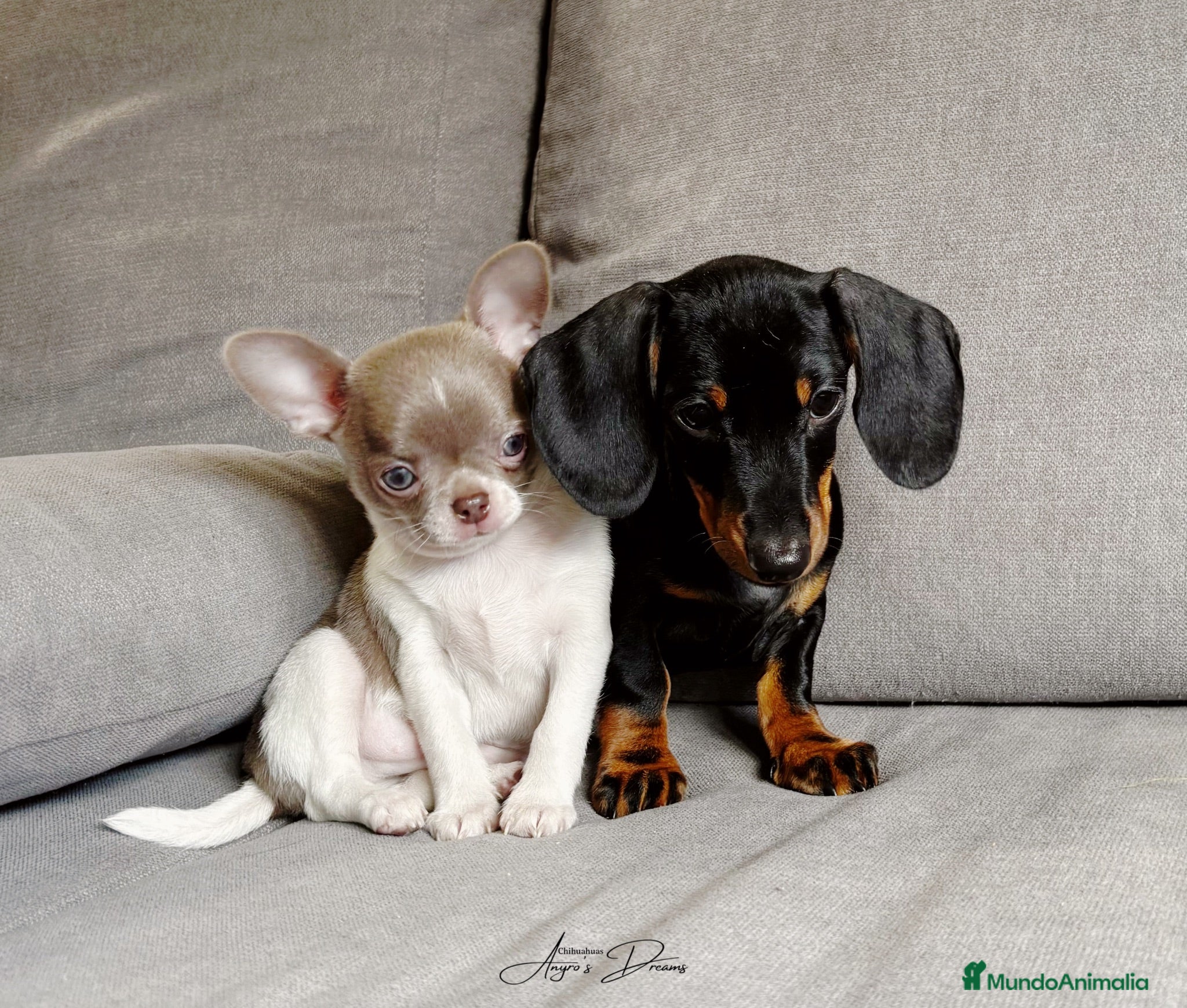 Chihuahua perros Chihuahua Toy - Anuncio 4