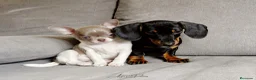 Chihuahua perros en venta: Chihuahua Toy - Anuncio 1