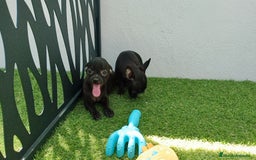 Chihuahua perros en venta: Chihuahua  - Imagen 2