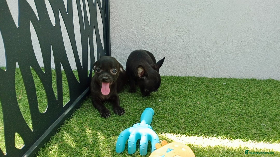 Chihuahua perros en venta: Chihuahua  - Imagen 2