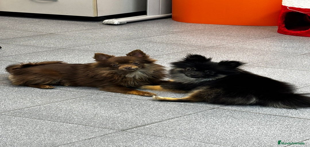 Imagen de galería {{count}}