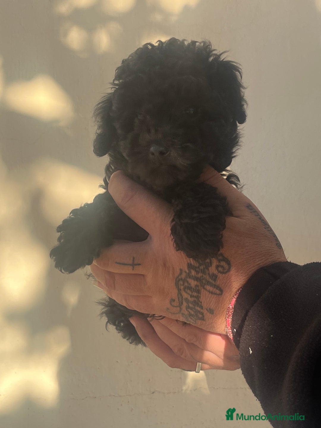 Caniche Toy perros en venta: Caniche toy - Anuncio 5