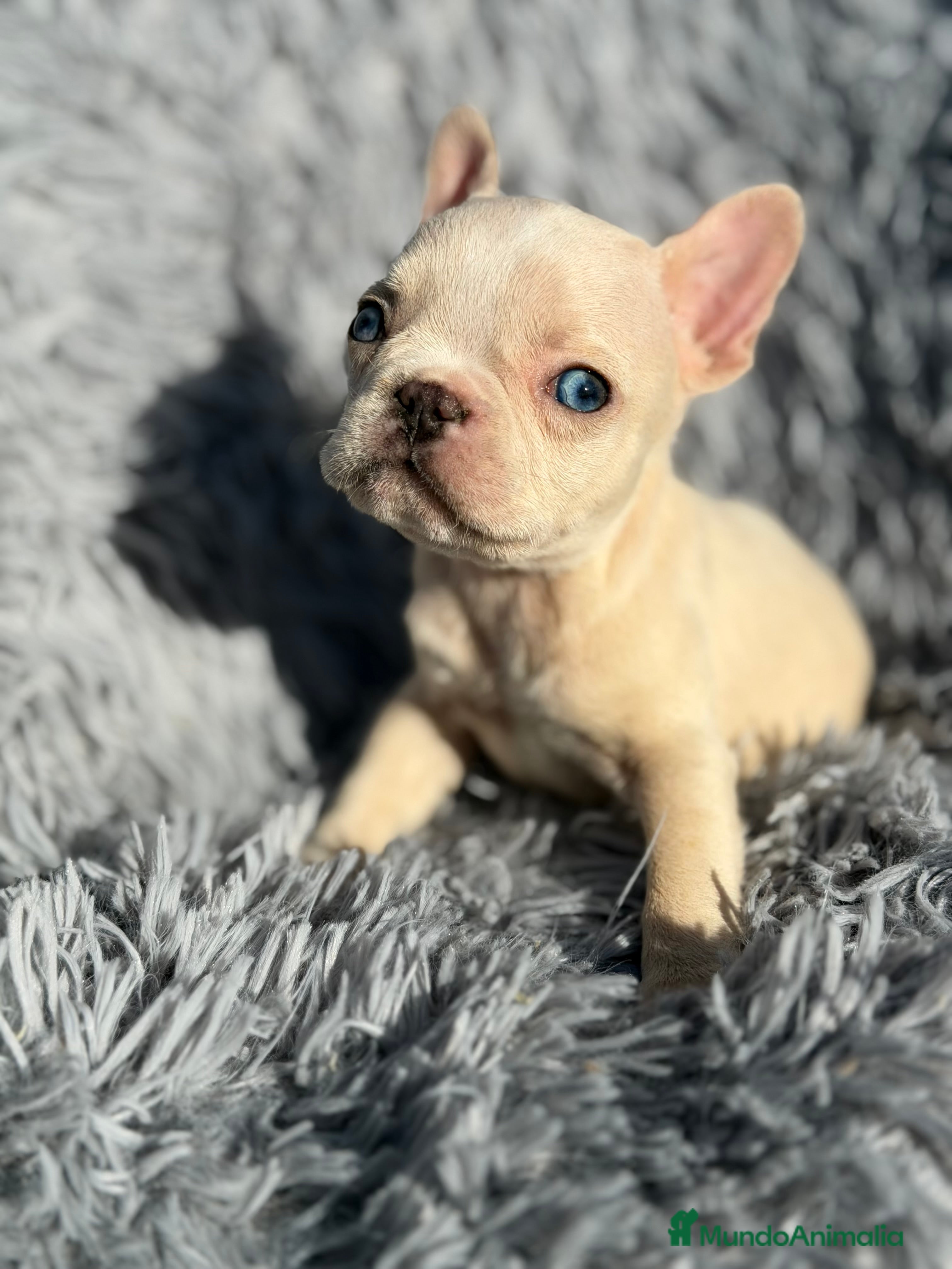 Bulldog Francés perros Bulldog Platimun  - Anuncio 1