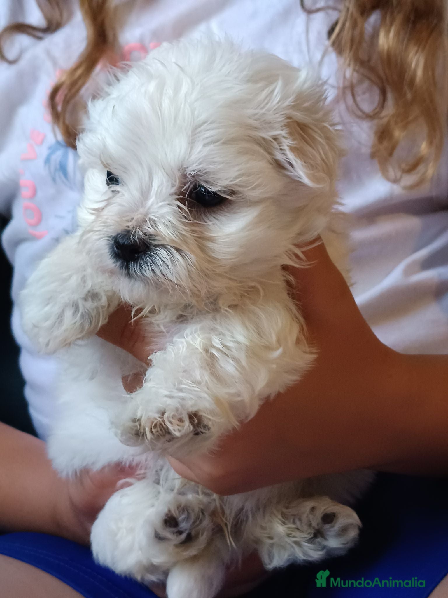 Bichón Maltés perros Maltés Toy - Anuncio 1