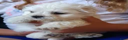Bichón Maltés perros en venta: Maltés Toy - Anuncio 1