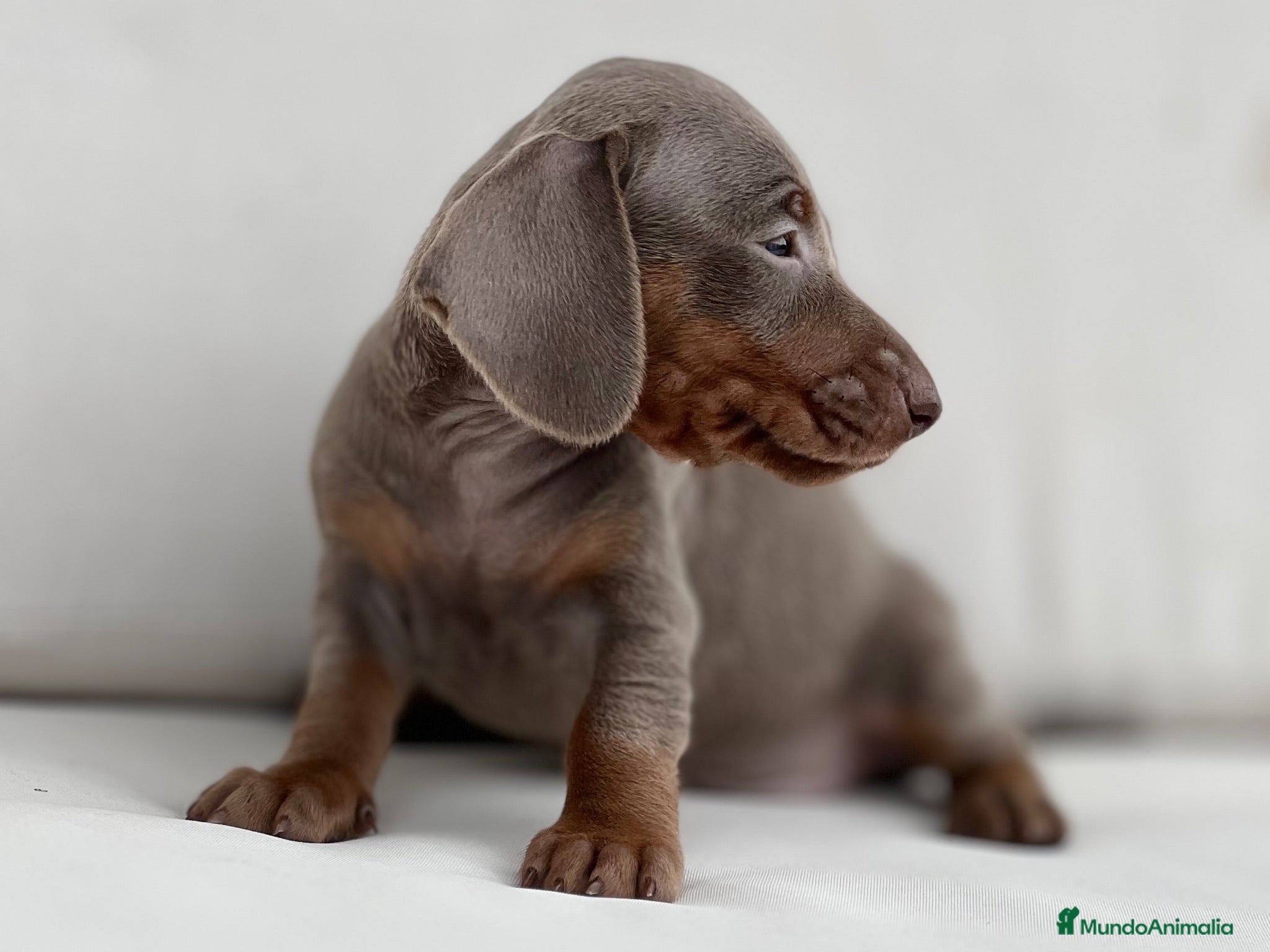 Teckel Miniatura perros PRECIOSA CACHORRITA TECKEL TRICOLOR LILAC - Anuncio 6