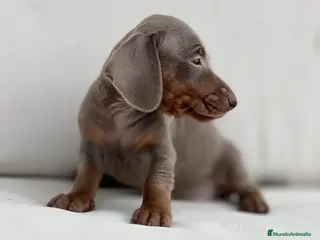 Teckel Miniatura perros PRECIOSA CACHORRITA TECKEL TRICOLOR LILAC - Anuncio 6