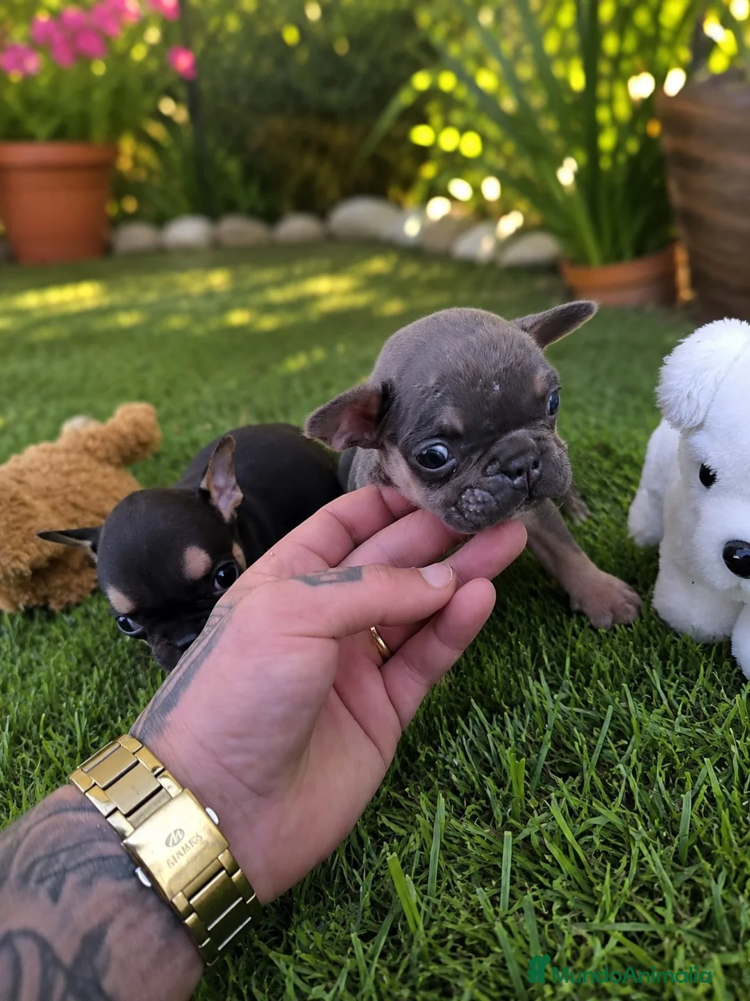 Bulldog Francés perros en venta: PRECIOSAS BULLDOG EXÓTICAS  - Anuncio 3