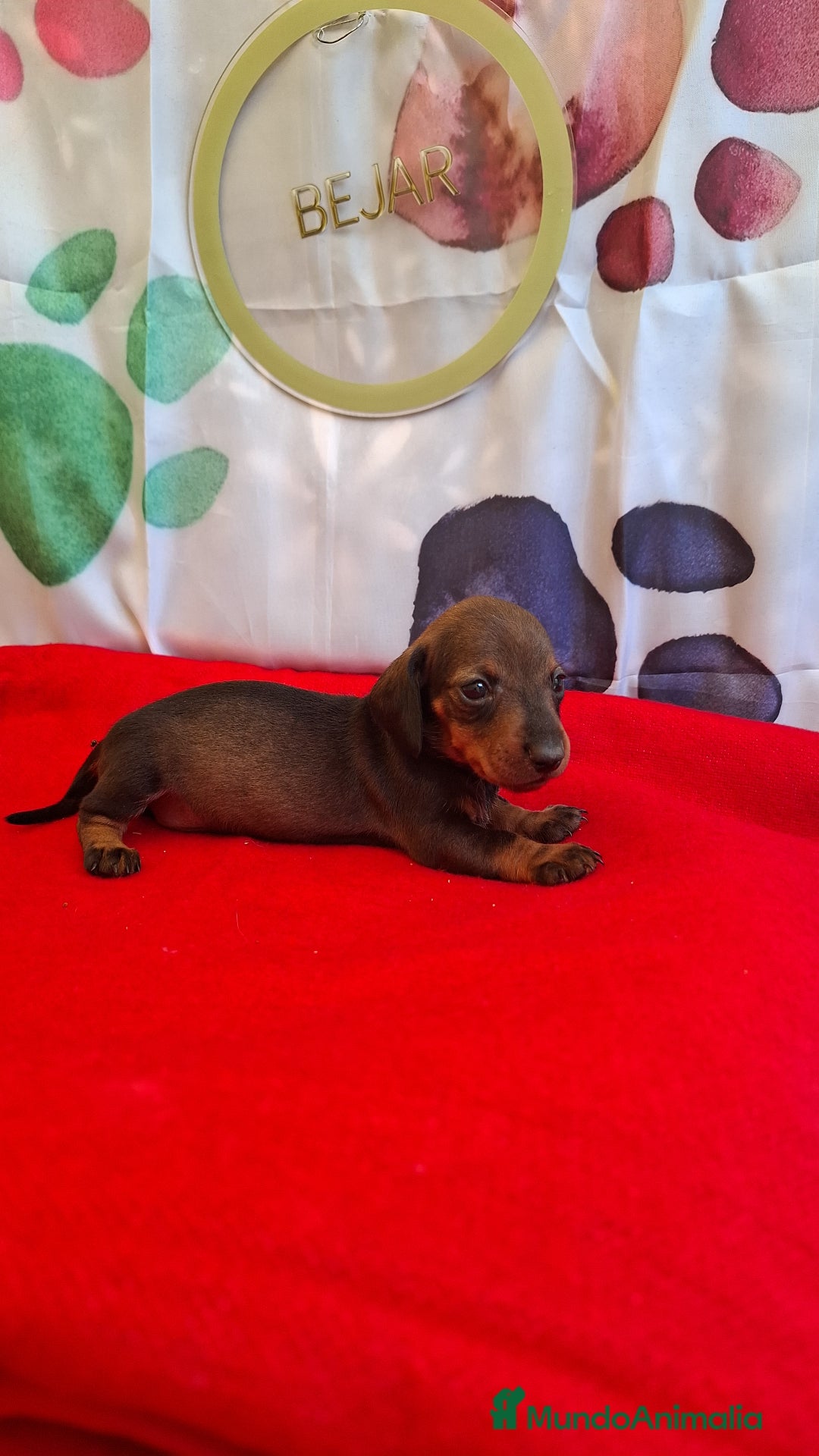 Teckel perros en venta: Teckel  - Imagen 3