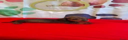 Teckel perros en venta: Teckel  - Anuncio 3