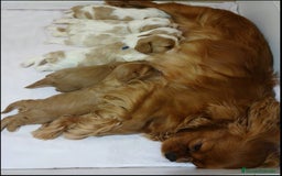 Cavalier King Charles Spaniel perros en venta: Hembra calidad compañia - Imagen 7