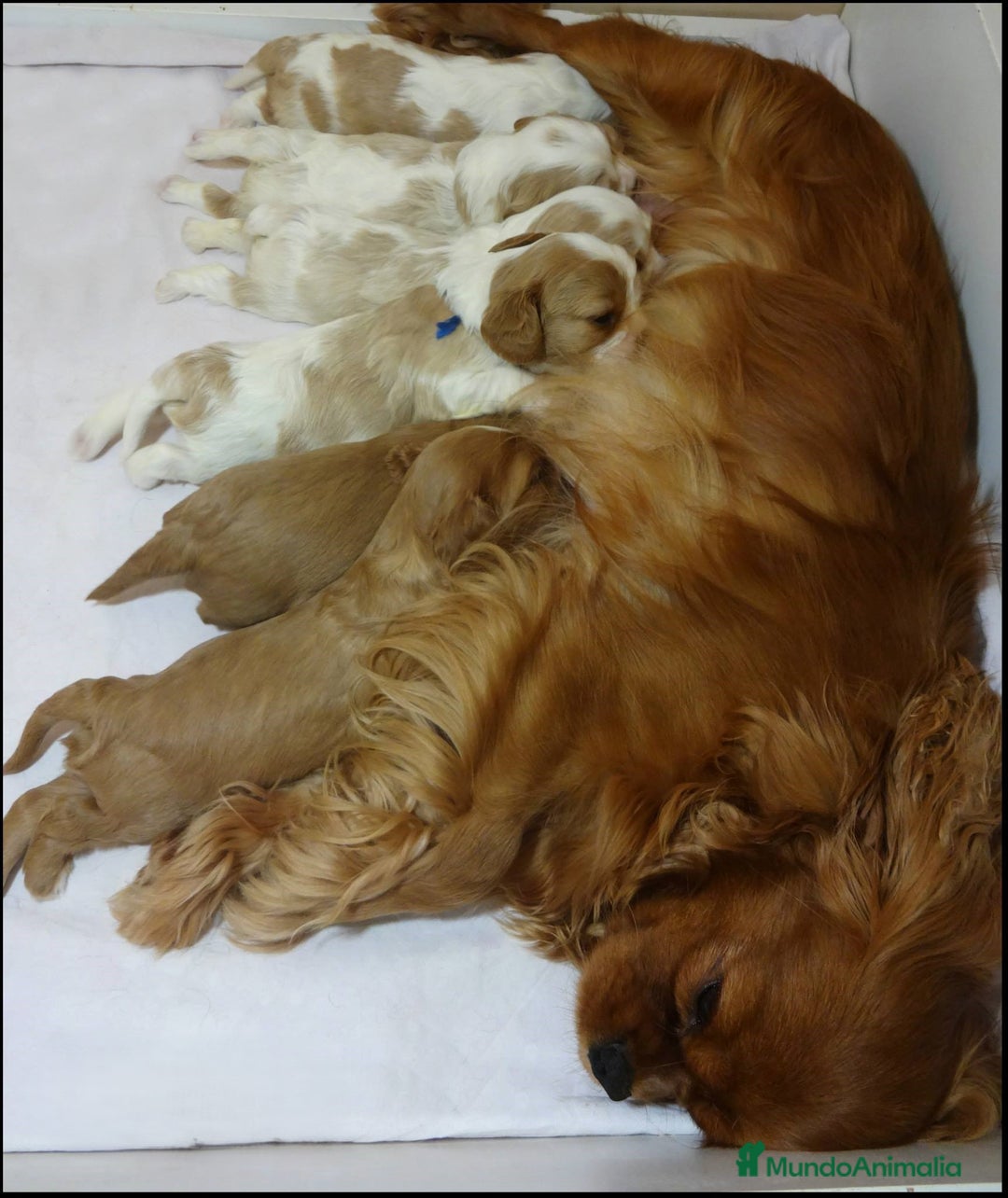 Cavalier King Charles Spaniel perros en venta: Hembra calidad compañia - Imagen 7
