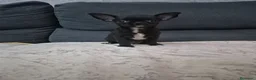 Chihuahua perros en venta: Impresionantes chihuahuas micro Toys - Anuncio 8