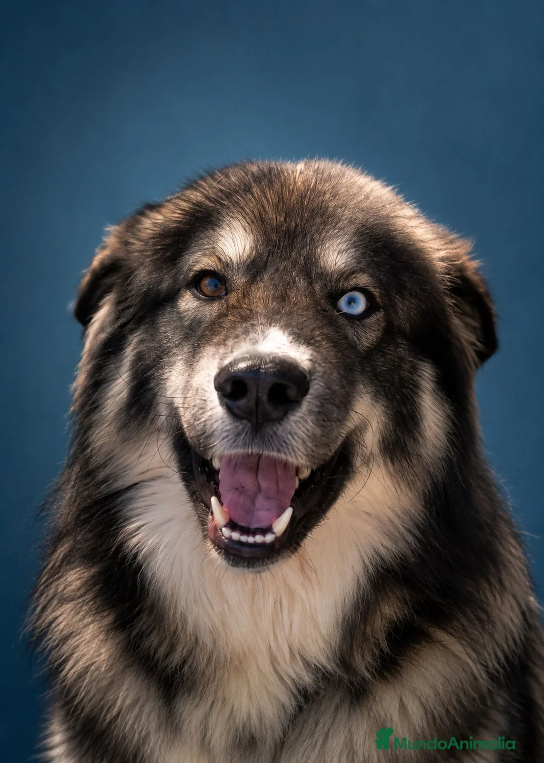 Raza Mixta perros en venta: Pastor del caucaso con husky siberiano  - Anuncio 2