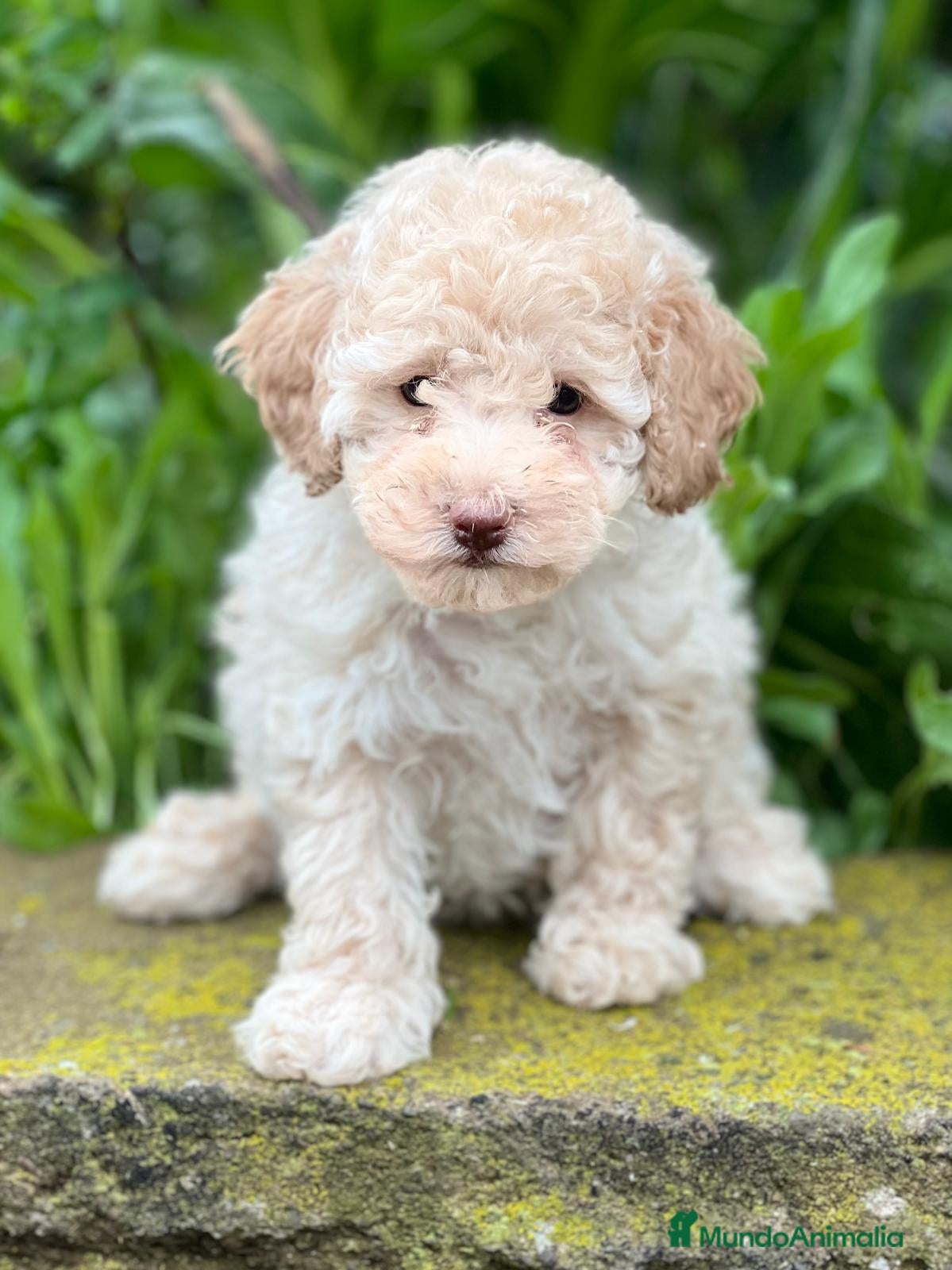 Caniche Toy perros Caniche apricot en Barcelona - Anuncio 5