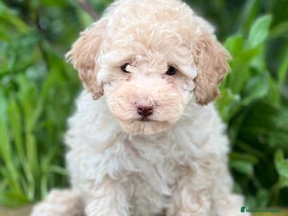 Caniche Toy perros Caniche apricot en Barcelona - Anuncio 8