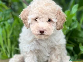 Caniche Toy perros Caniche apricot en Barcelona - Anuncio 41