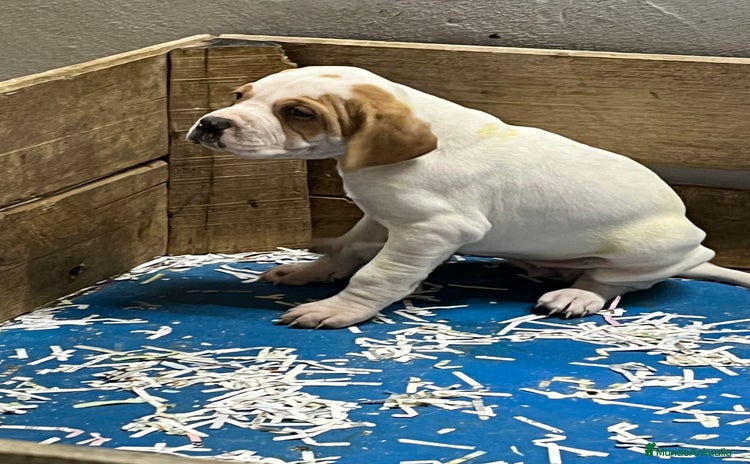 Pointer perros en Alicante - Anuncio 2