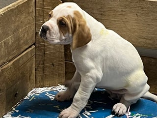 Pointer perros en Alicante - Anuncio 28