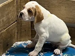 Pointer perros Benidorm Caraby pointer inglés en Alicante - Anuncio 1