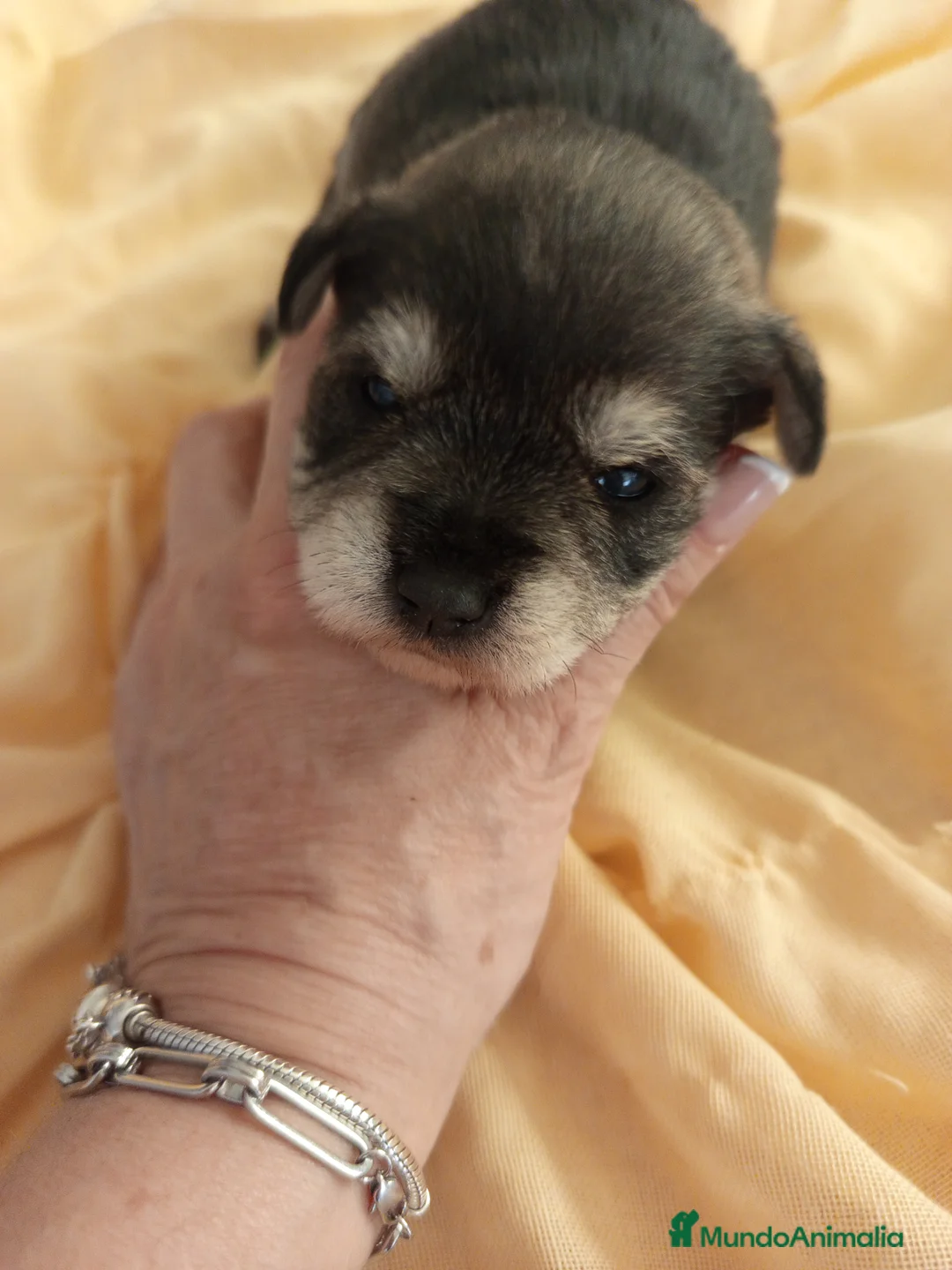 Schnauzer Miniatura perros en venta: Schnauzer mini sal y pimienta  - Anuncio 1