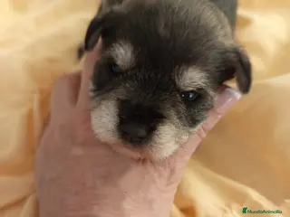 Schnauzer Miniatura perros Schnauzer mini sal y pimienta - Anuncio 2