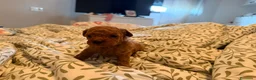 Caniche Toy perros en venta: Caniches toy - Anuncio 5