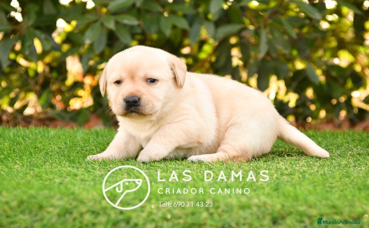 Labrador Retriever perros - Anuncio 1