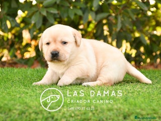 Labrador Retriever perros - Anuncio 2