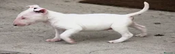 Bull Terrier perros en venta: Bull Terrier  - Anuncio 18