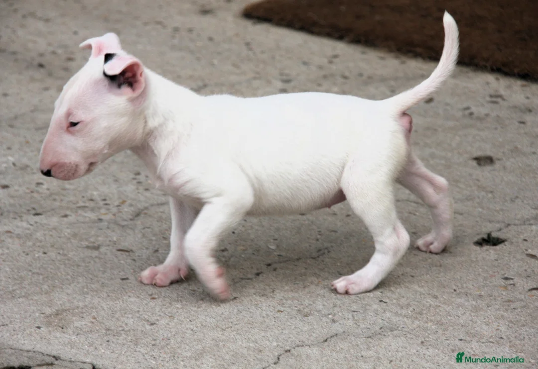 Bull Terrier perros en venta: Bull Terrier  - Anuncio 18