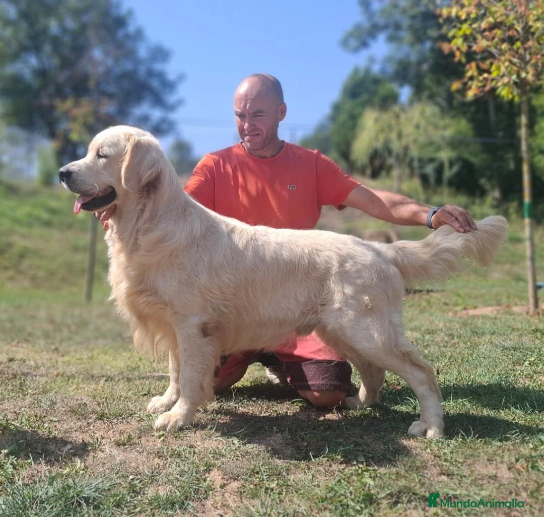 Golden Retriever perros en venta: GOLDEN RETRIEVER  - Anuncio 4