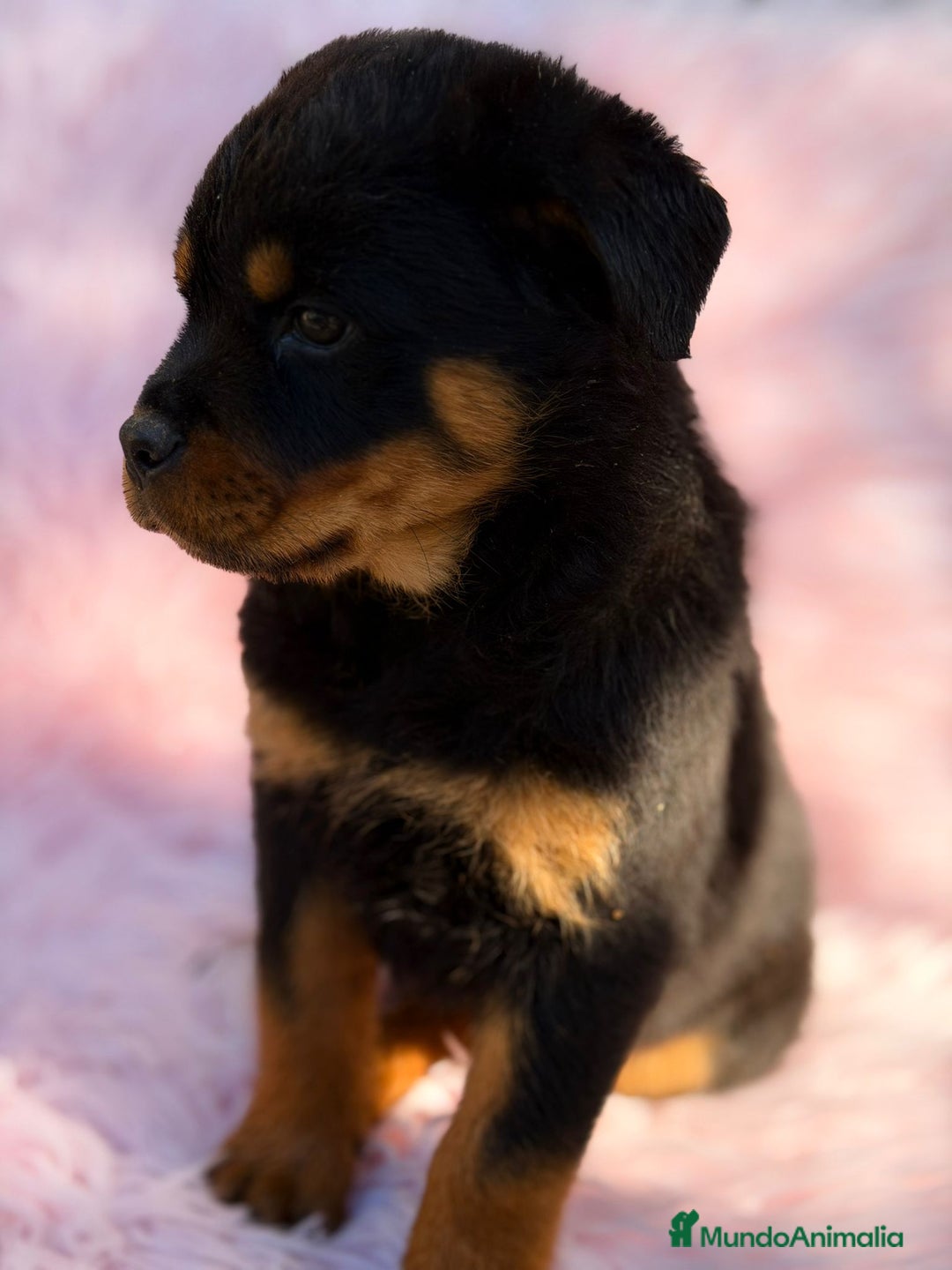 Rottweiler perros en venta: Rottweiler  - Anuncio 3