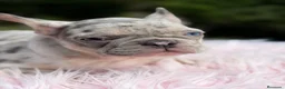 Bulldog Francés perros en venta: Bulldog francés Merle hembra  - Anuncio 2