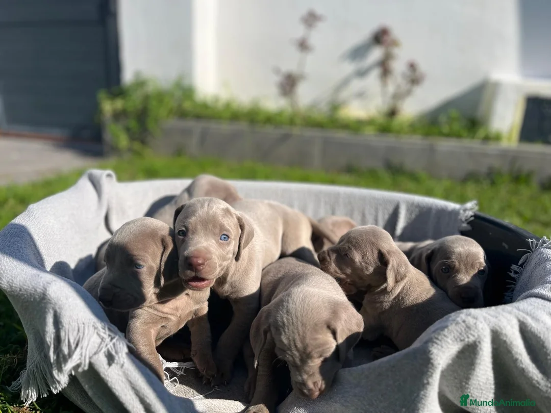 Weimaraner perros en venta: CACHORRO DE BRACO DE WEIMAR - Anuncio 4