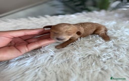 Caniche Toy perros en venta: CANICHE TOY HEMBRA - Imagen 15