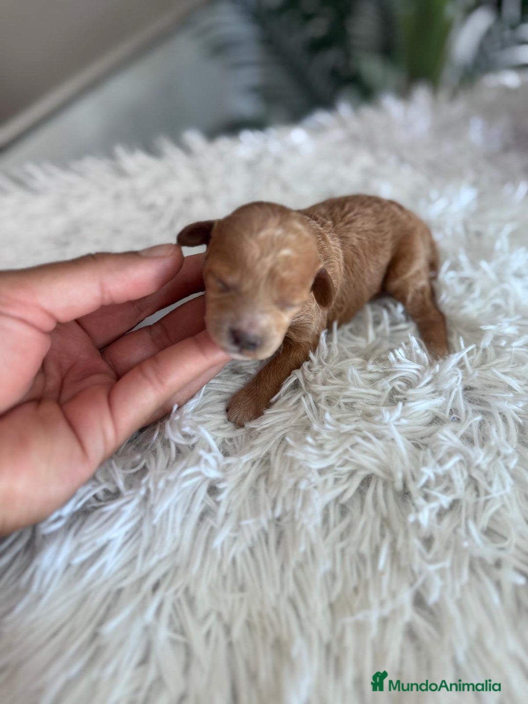 Caniche Toy perros en venta: CANICHE TOY HEMBRA - Imagen 15