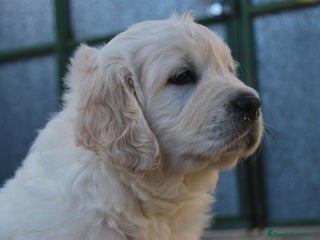 Golden Retriever perros en Madrid - Anuncio 32