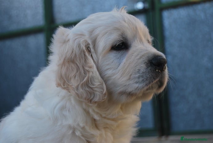 Golden Retriever perros en Madrid - Anuncio 1