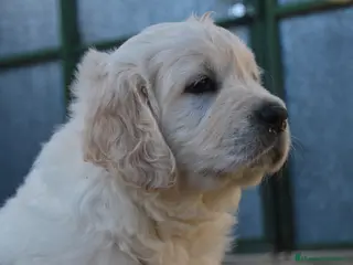 Golden Retriever perros Golden Retriever criador serio y profesionales en Madrid - Anuncio 16