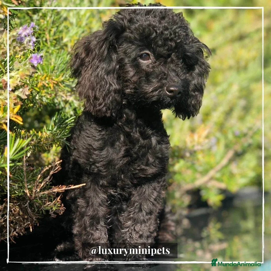 Caniche Toy perros en venta: Camada de Caniche Mini Toy  en Madrid - Anuncio 5