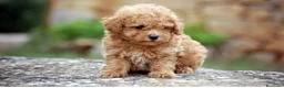Caniche Toy perros en venta: Caniche toy - Anuncio 3