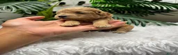 Caniche Enano perros en venta: CANICHE ENANO - Anuncio 25