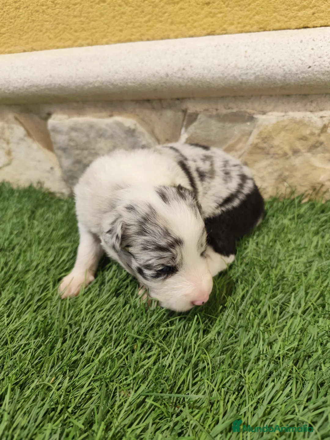 Border Collie perros en venta: Border collie merle choco en Valencia - Anuncio 2