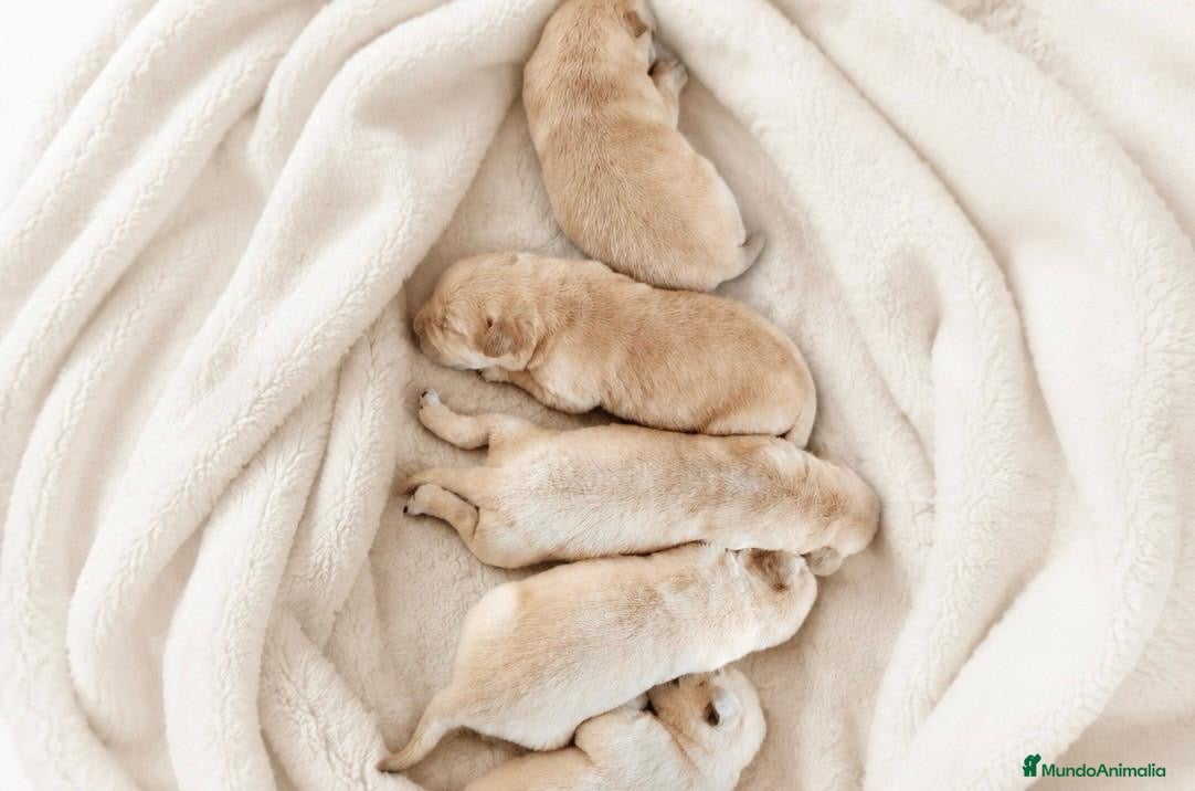 Labrador Retriever perros en venta: LABRADOR RETRIEVER - Anuncio 2