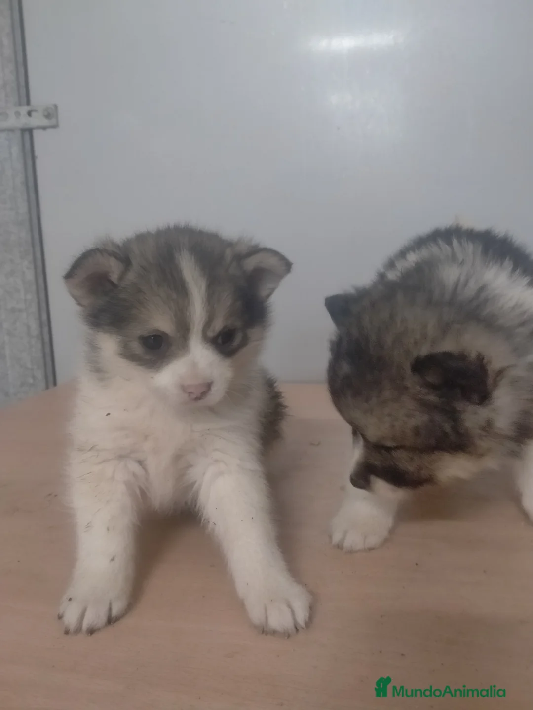 Pomsky perros en venta: Cachorritos de pomskys toys - Anuncio 4