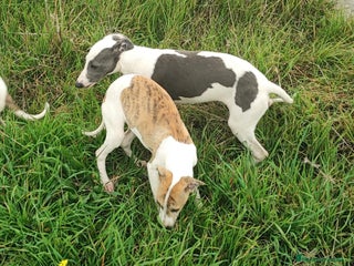 Whippet perros WHIPPET HEMBRA - Anuncio 2