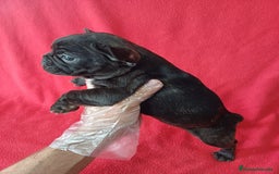 Bulldog Francés perros en venta: Bulldog Francés  - Imagen 2