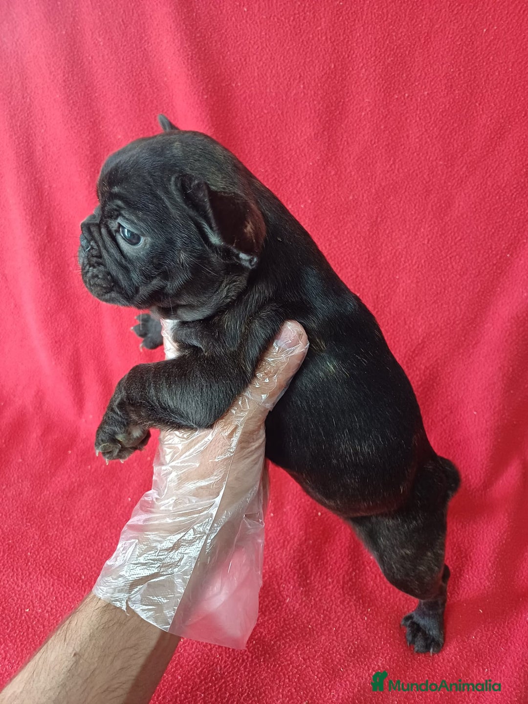 Bulldog Francés perros en venta: Bulldog Francés  - Imagen 2